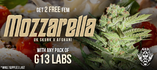 G13 Labs - Buy Any Pack - Get 2 FEM Mozzarella