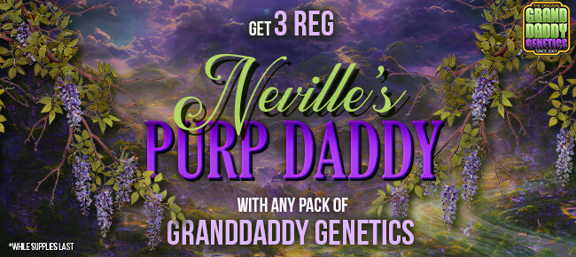 GrandDaddy Genetics - Buy Any Pack - Get 3 REG Neville's Purp Daddy