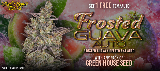 Green House - Buy Any Pack - Get 1 Frosted Guava AUTO