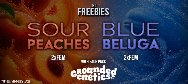 Grounded Genetics - Buy Any Pack - Get 2 FEM Sour Peachez + 2 FEM Blue Beluga