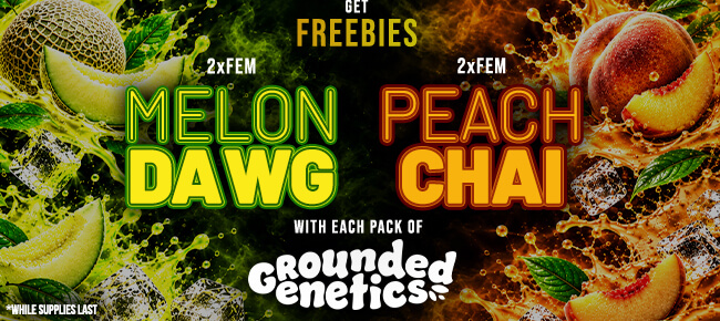 Grounded Genetics - Buy Any Pack - Get 2 FEM Melon Dawg + 2 FEM Peach Chai