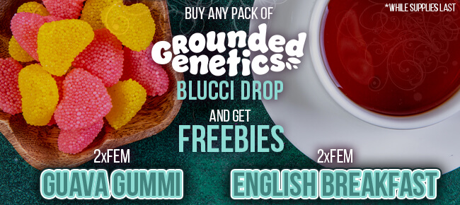 Grounded Genetics - Buy Any Qualifying Pack - Get 2 FEM Guava Gummi + 2 FEM English Breakfast