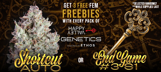 Happy Valley Genetics - Buy Any Pack - Get 3 FEM Shortcut AUTO or End Game #3 S1 Random Selection