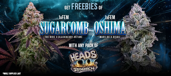 Heads Research - Buy Any Pack - Get 1 FEM Sugarcomb + 1 FEM Oshima