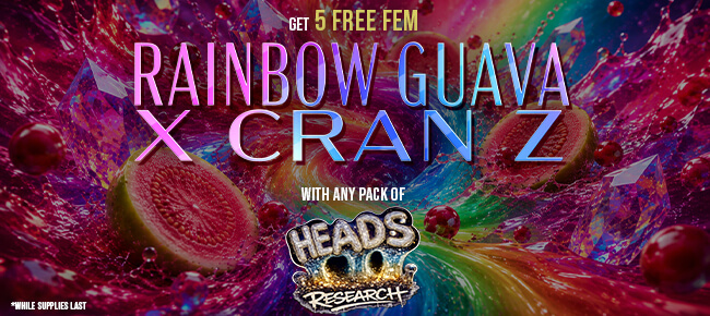 Heads Research - Buy Any Pack - Get 5 FEM Rainbow Guava x Cran Z