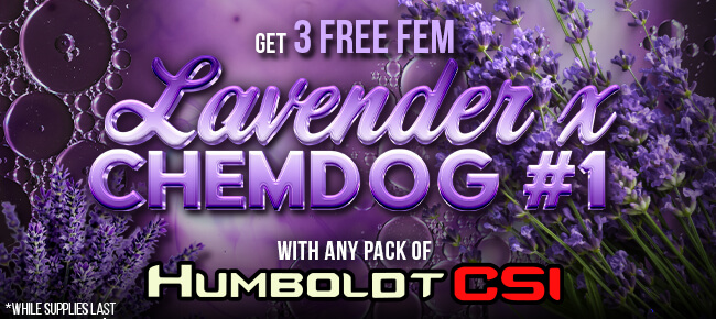 Humboldt CSI - Buy Any Pack - Get 3 FEM Lavender x Chemdog