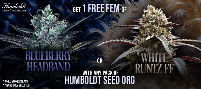 Humboldt Seed Org - Buy Any Pack - Get 1 FEM Blueberry Headband + 1 FEM White Runtz FF