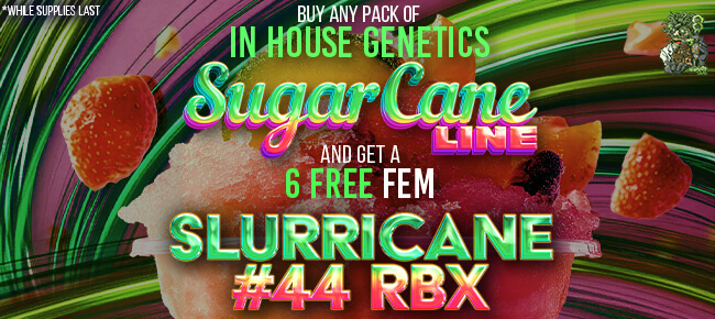 In House Genetics - Buy Any Pack of Sugar Cane Drop - Get 6 FEM Slurricane #44 RBX