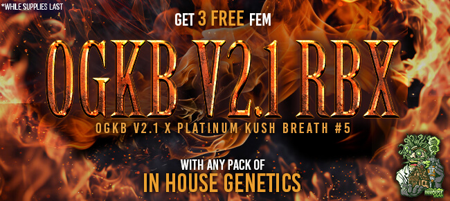 In House Genetics - Buy Any Pack - Get 3 FEM OGKB V2.1 RBX
