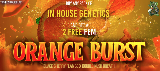 In House Genetics - Buy Any Pack - Get 2 FEM Orange Burst