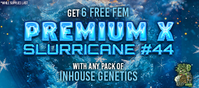In House Genetics - Buy Any Pack - Get 6 FEM Premium x Slurricane #44