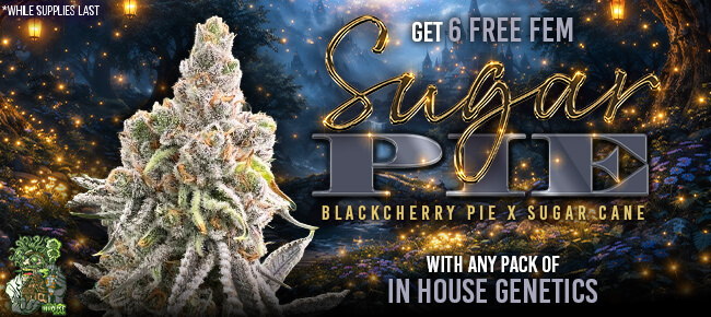 In House Genetics - Buy Any Pack - Get 6 FEM Sugar Pie