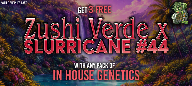 In House Genetics - Buy Any Pack - Get 3 FEM Zushi Verde x Slurricane 44