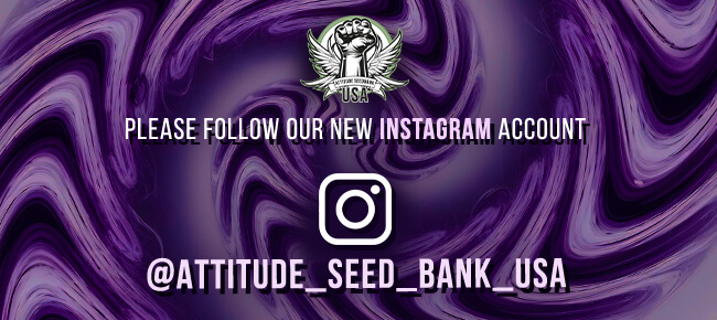 Attitude USA - Instagram Backup