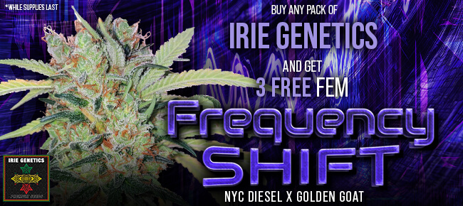 Irie Genetics - Buy Any Pack - Get 3 FEM Frequency Shift