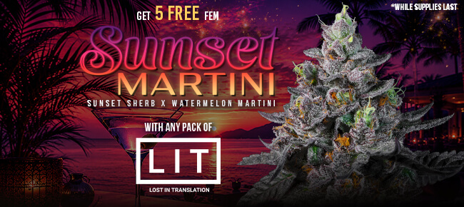 LIT Farms - Buy Any Pack - Get 5 FEM Sunset Martini