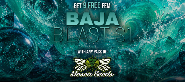 Mosca Seeds - Buy Any Pack - Get 9 FEM Baja Blast S1