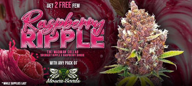 Mosca Seeds - Buy Any Pack - Get 2 FEM Raspberry Ripple