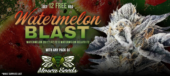 Mosca Seeds - Buy Any Pack - Get 12 REG Watermelon Blast
