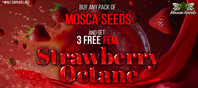 Mosca Seeds - Buy Any Pack - Get 3 FEM Strawberry Octane