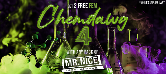 Mr. Nice - Buy Any Pack - Get 2 FEM Chemdawg 4