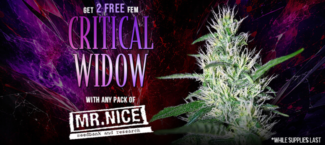Mr. Nice - Buy Any Pack - Get 2 FEM Critical Widow