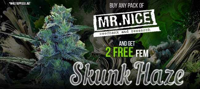 Mr. Nice - Buy Any Pack - Get 2 FEM Skunk Haze