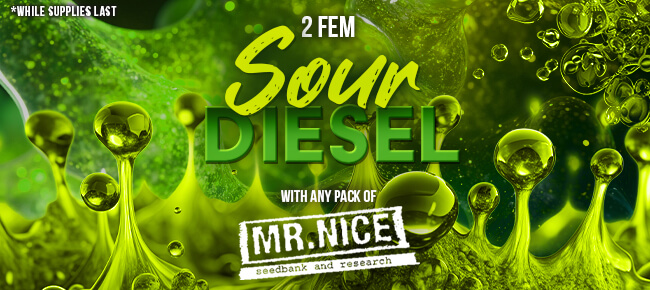 Mr. Nice - Buy Any Pack - Get 2 FEM Sour Diesel
