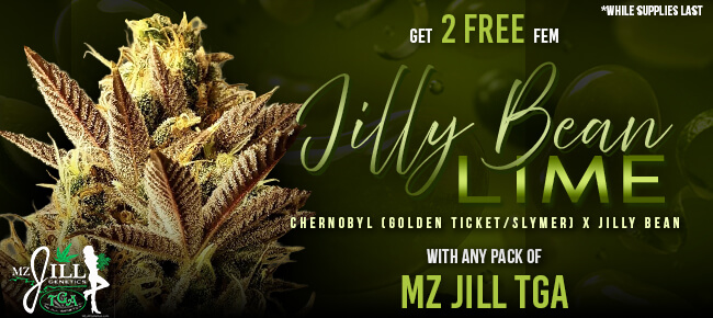 TGA Mz Jill - Buy Any Pack - Get 2 FEM Jilly Bean Lime