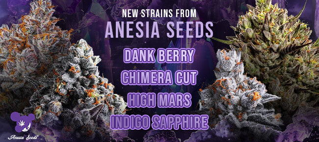 Anesia Seeds - New Strains - Dank Berry, Chimera Cut, High MARS, Indigo Sapphire