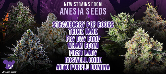 Anesia Seeds - New Strains - Think Tank, Wham Boom, First Lady, Etc.