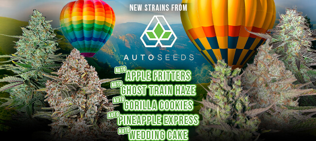Auto Seeds - New Strains - Apple Fritters, Ghost Train, Pine Exp, Etc