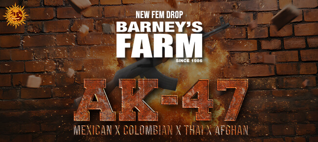 Barney's Farm - New Drop - AK-47