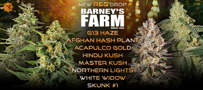 Barney's Farm - New REG Drop - Mar 2026