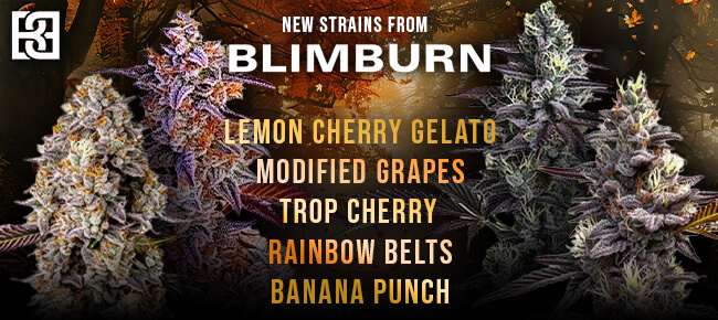 Blimburn - New Strains - Trop Cherry, Modified Grapes, Rainbow Belts, Etc.