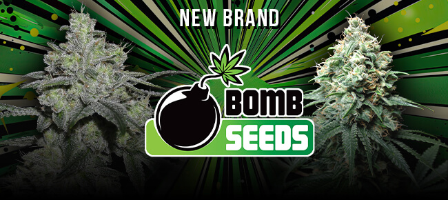 Bomb Seeds - New Breeder - Now Available