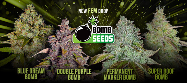Bomb Seeds - New Drop - Mar 2026