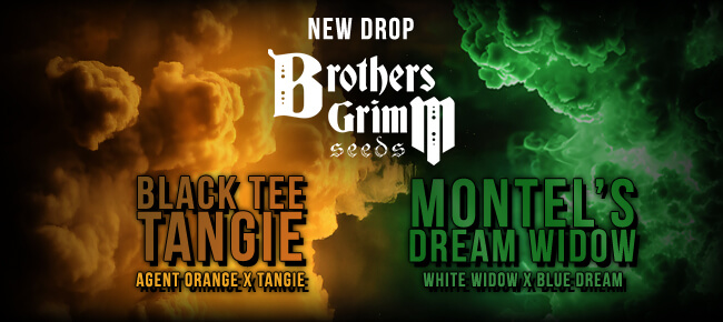 Brothers Grimm - New Drop - Black Tee Tangie, Dream Widow