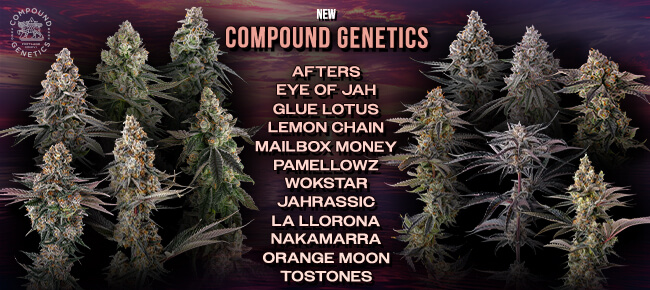 Compound Genetics - Mellowz Line Drop - July 2026