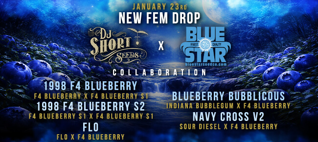 DJ Short - Blue Star - Blueberry FEM Drop