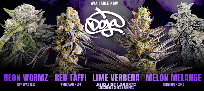 Doja Seeds - New Strains June 2026