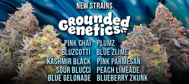 Grounded Genetics - New Strains - Now Available