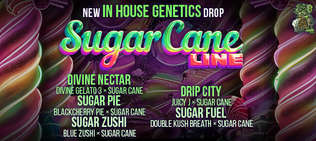 In House Genetics - Sugar Cane Drop