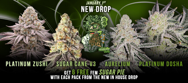 In House Genetics - Buy Any Pack Jan 1st Drop - Get 6 FEM Sugar Pie