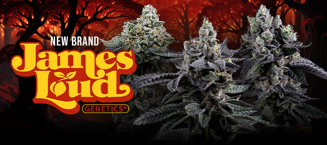 James Loud Genetics - New Breeder