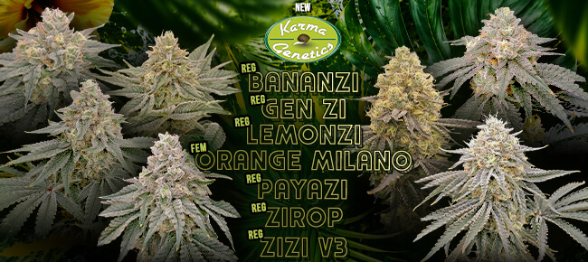 Karma Genetics - ZiZi Drop - July 2026