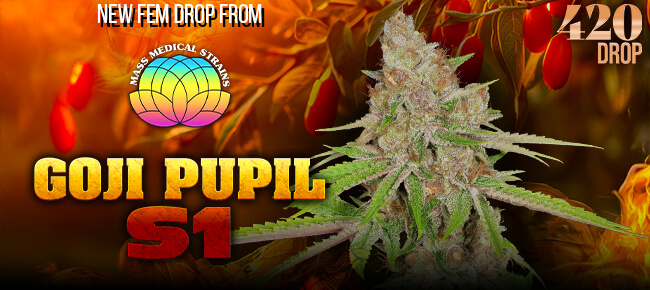 Mass Medical Strains - New Strain - Goji Pupil S1