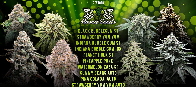 Mosca - New Strains and Restock - May 2026