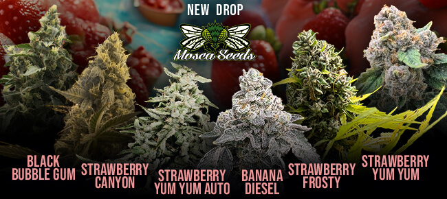 Mosca Seeds - Strawberry Yum Yum Drop