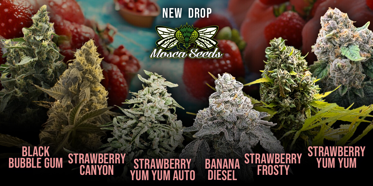 Attitude Seedbank USA | World's Largest Cannabis Seed Super Store